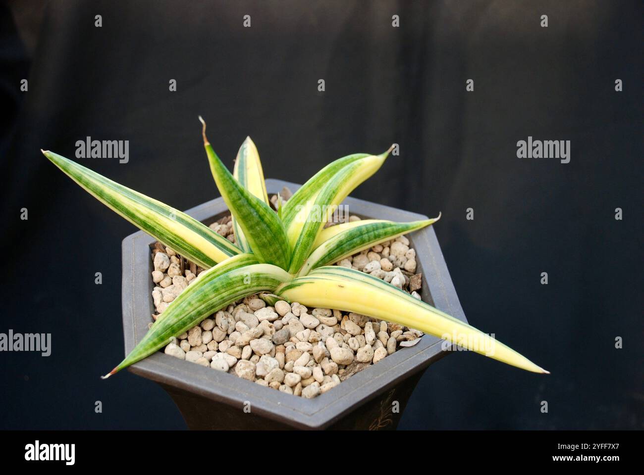 Splendida vista dall'alto della pianta di sansevieria, isolata su sfondo nero Foto Stock
