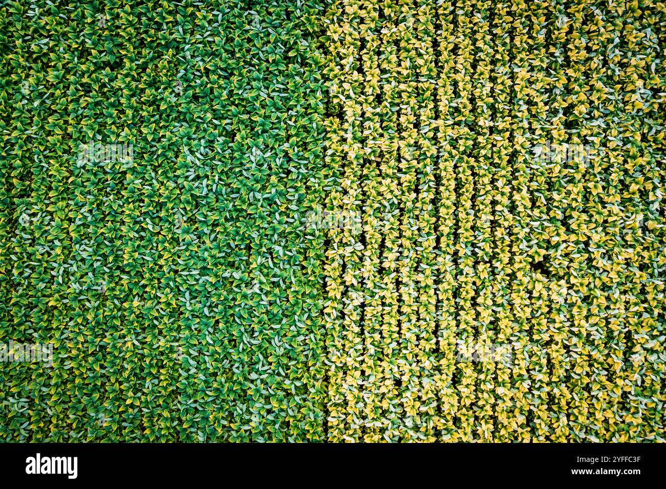 Vista dall'alto della tabacchicoltura nel Kentucky centrale Foto Stock