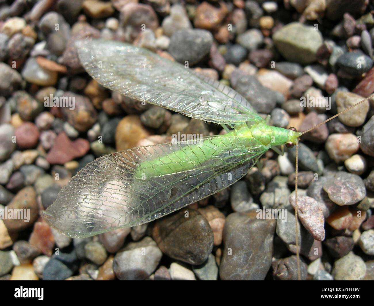 Lacewings verdi del gruppo carnea (Chrysoperla carnea) Foto Stock