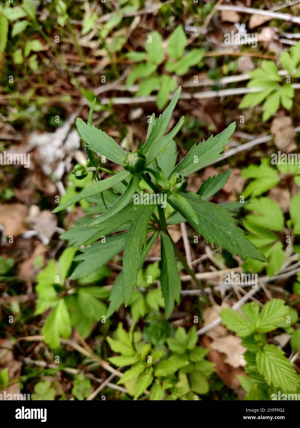 Coppe kashubiane (Ranunculus cassubicus) Foto Stock