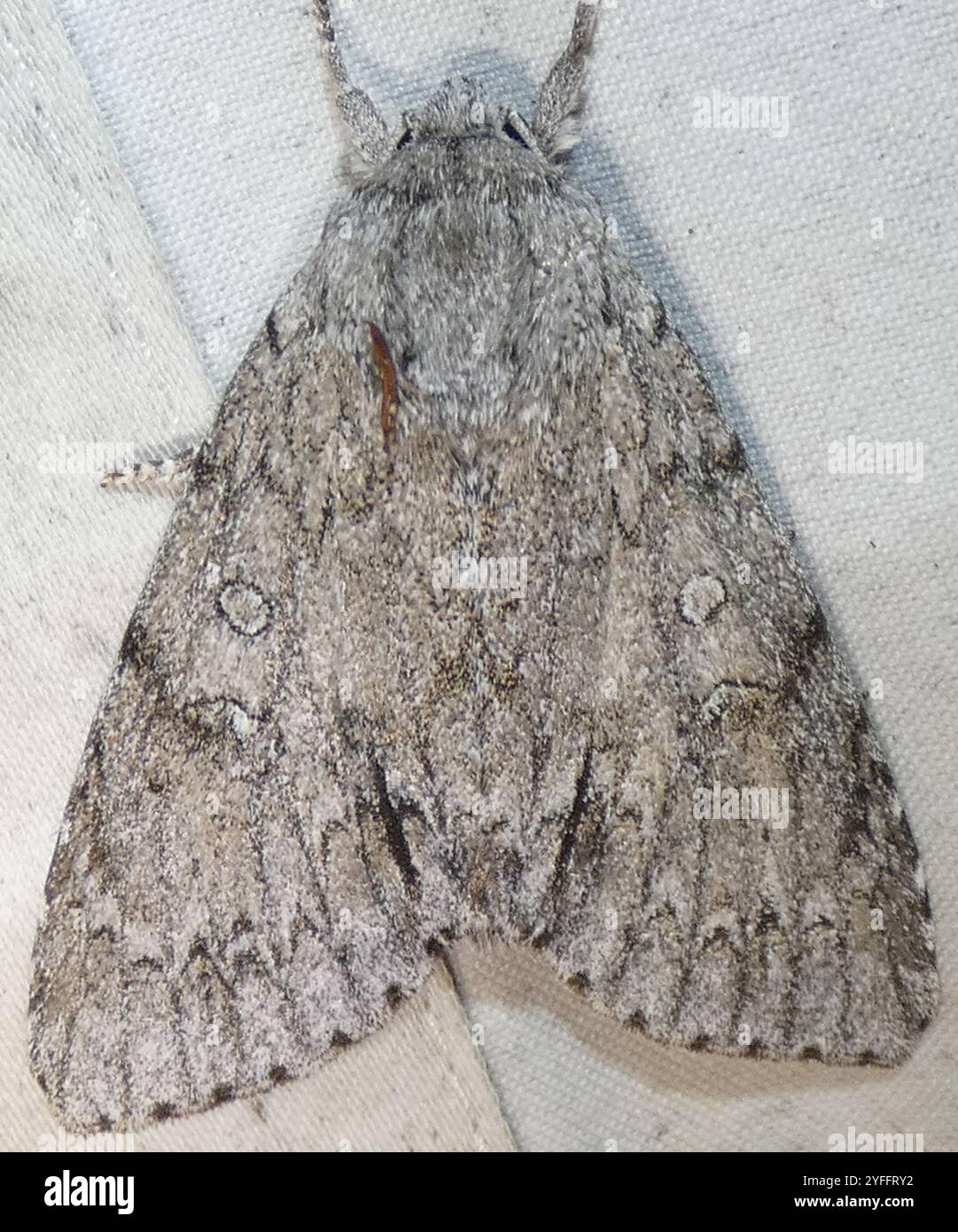 Pugnale americano (Acronicta americana) Foto Stock