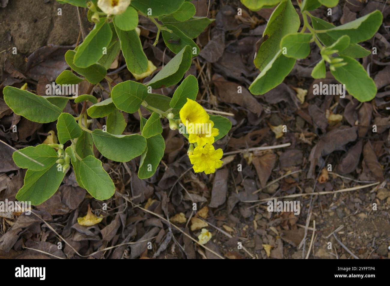 geiger giallo (Cordia lutea) Foto Stock