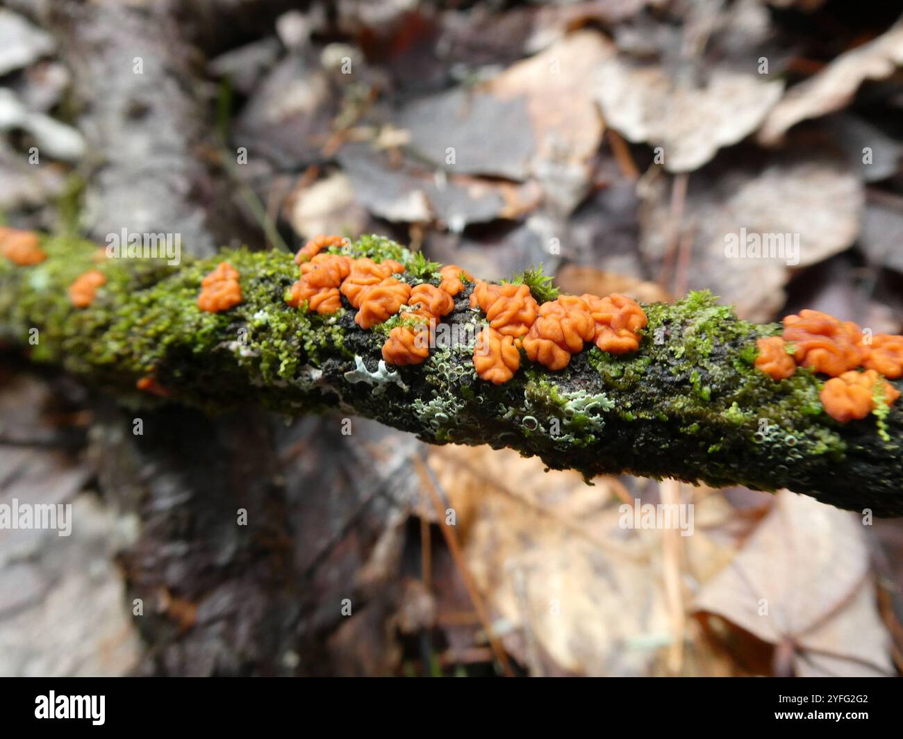 Fungo cerebrale dell'albero rosso (Peniophora rufa) Foto Stock