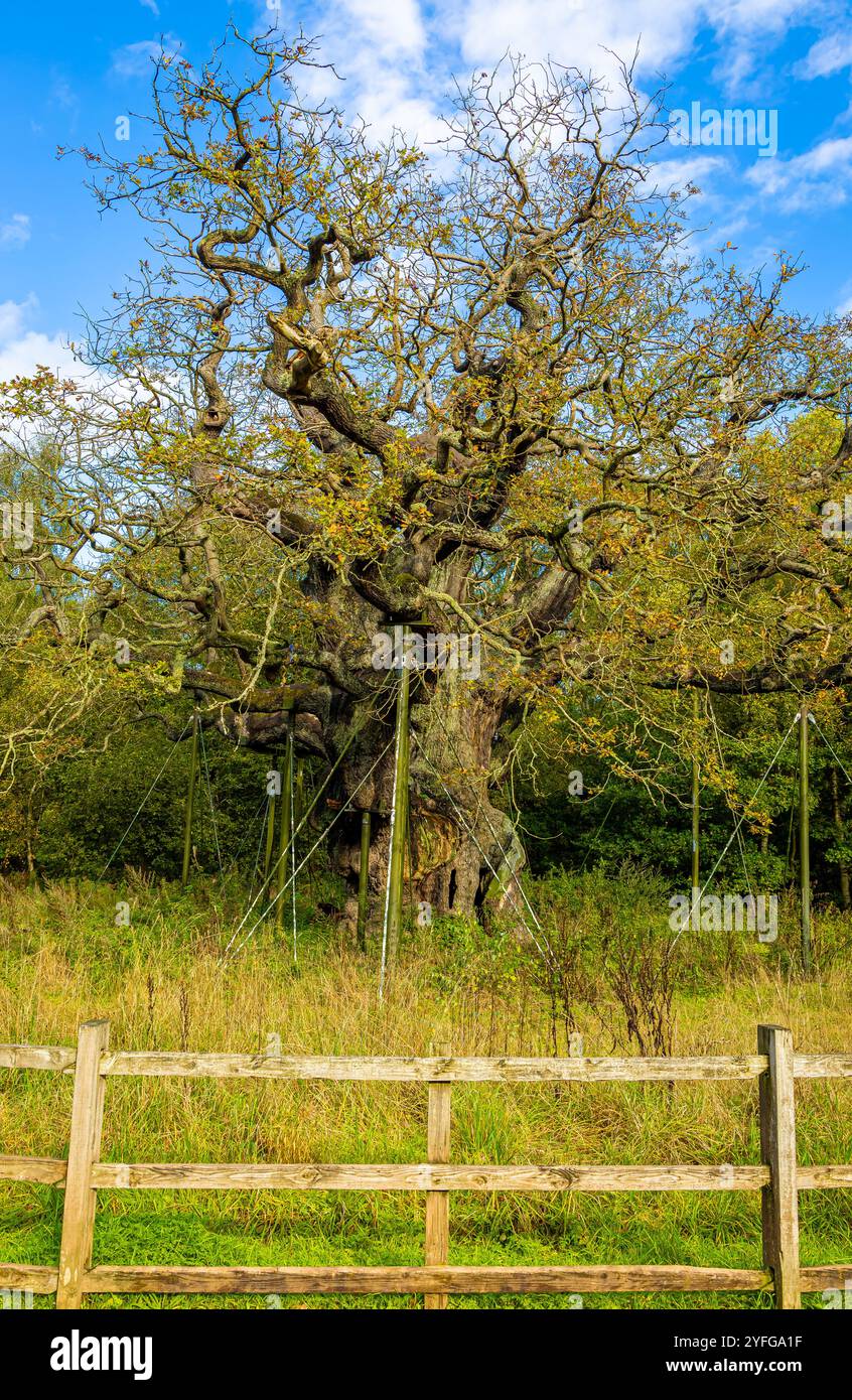 La Major Oak, una grande quercia inglese vicino al villaggio di Edwinstowe nel mezzo della foresta di Sherwood, Nottinghamshire, Inghilterra, Regno Unito Foto Stock