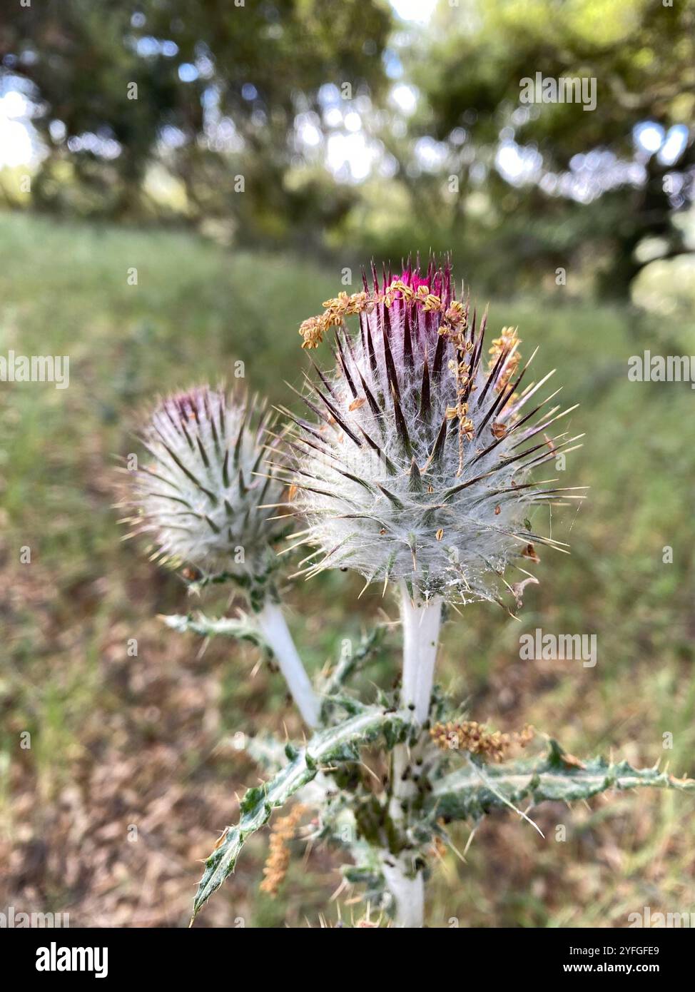 Cardo di Cobwebby (Cirsium occidentale) Foto Stock