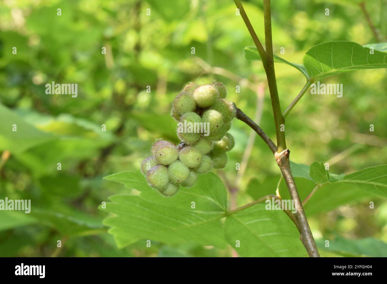 Sumac profumato (Rhus aromatica) Foto Stock