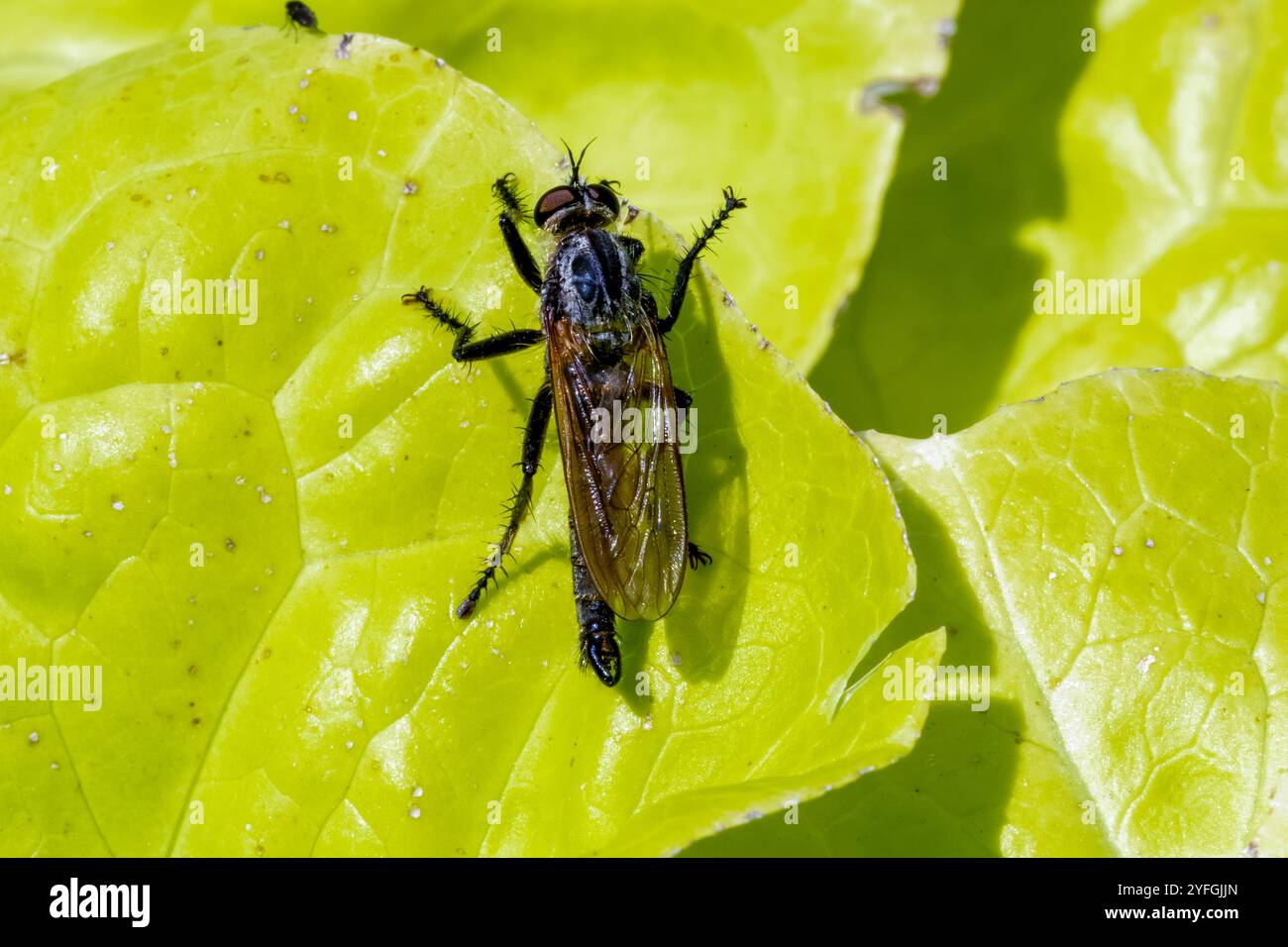 Foto macro di un Robber Fly, Eutolmus rufibarbis, con boccali ben visibili, testa pelosa e centrocorpo e ali trasparenti in piedi su una foglia Foto Stock