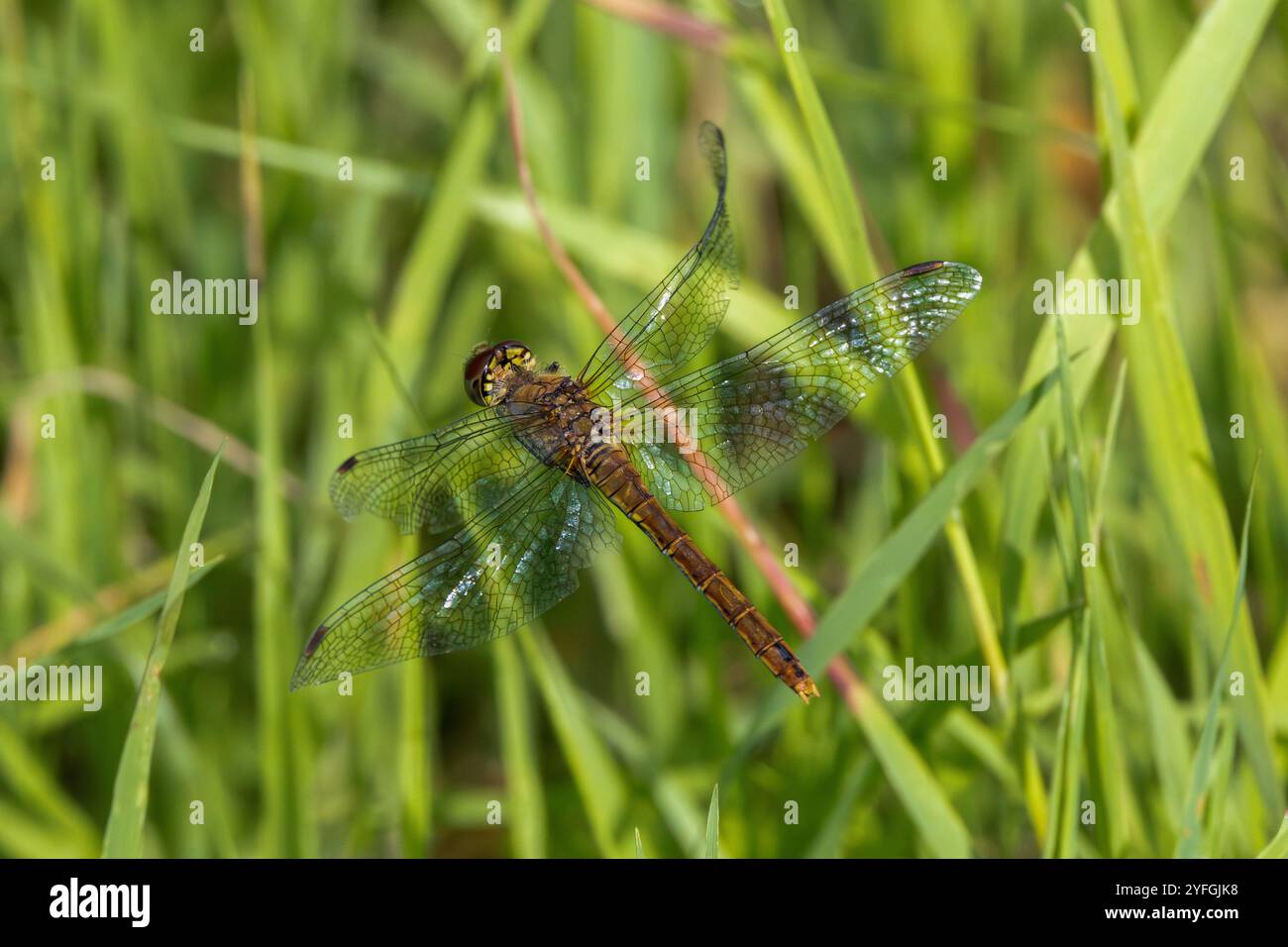 Primo piano della femmina volante Ruddy Darter, Sympetrum sanguineum, con addome marrone chiaro verde e ali trasparenti su sfondo nebbioso con piante Foto Stock