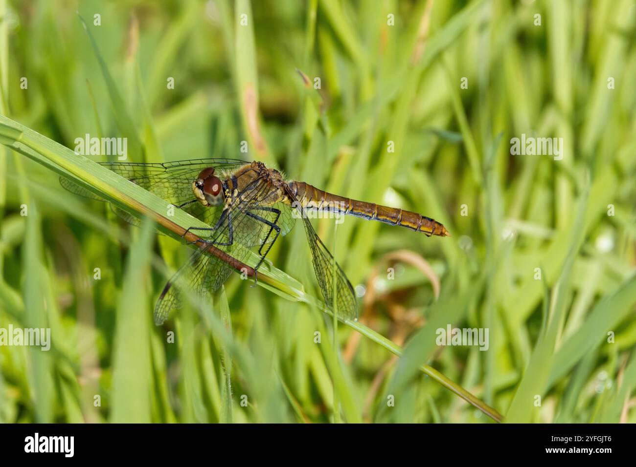 Primo piano di Ruddy Darter femmina, Sympetrum sanguineum, con addome marrone chiaro verde e ali trasparenti su stelo di canna su sfondo nebbioso con Foto Stock