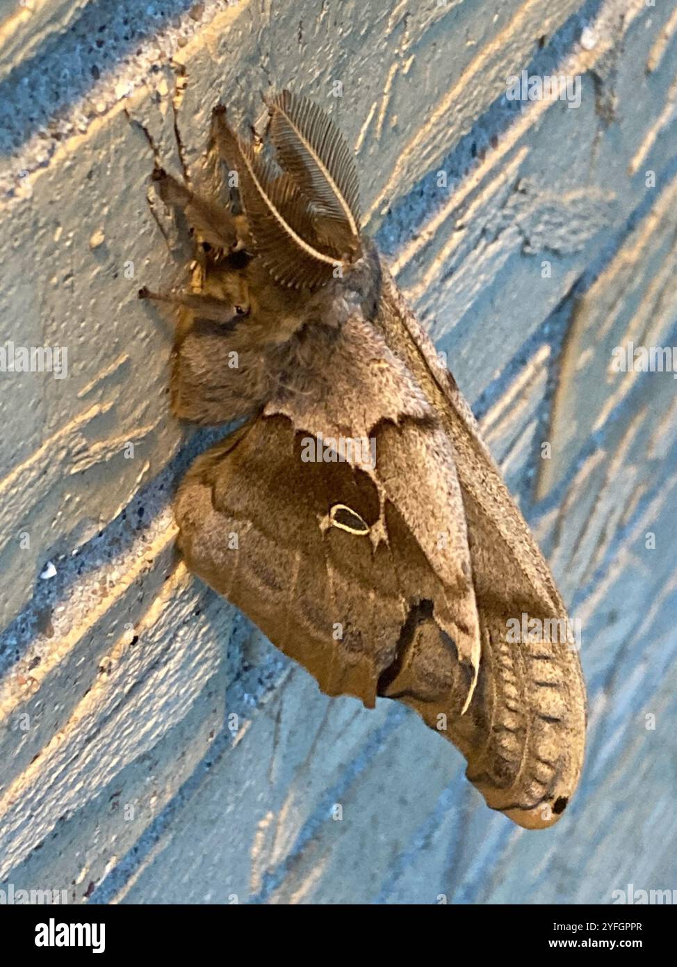 Polifemo falena (Antheraea polyphemus) Foto Stock