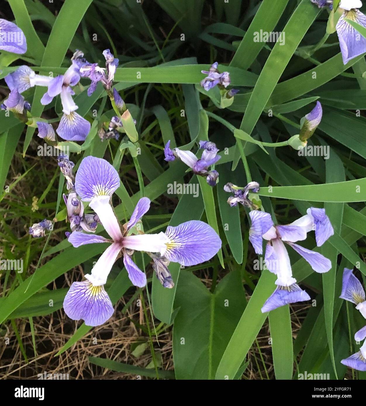 Bandiera blu meridionale (Iris virginica) Foto Stock