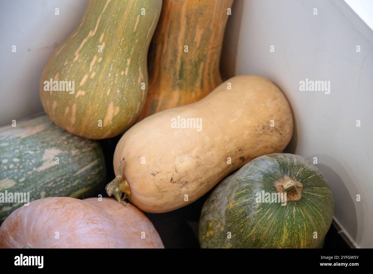 Vari tipi di zucca, tra cui butternut e zucca verde, con texture e colori naturali, ideale per la cucina autunnale e invernale. Foto Stock