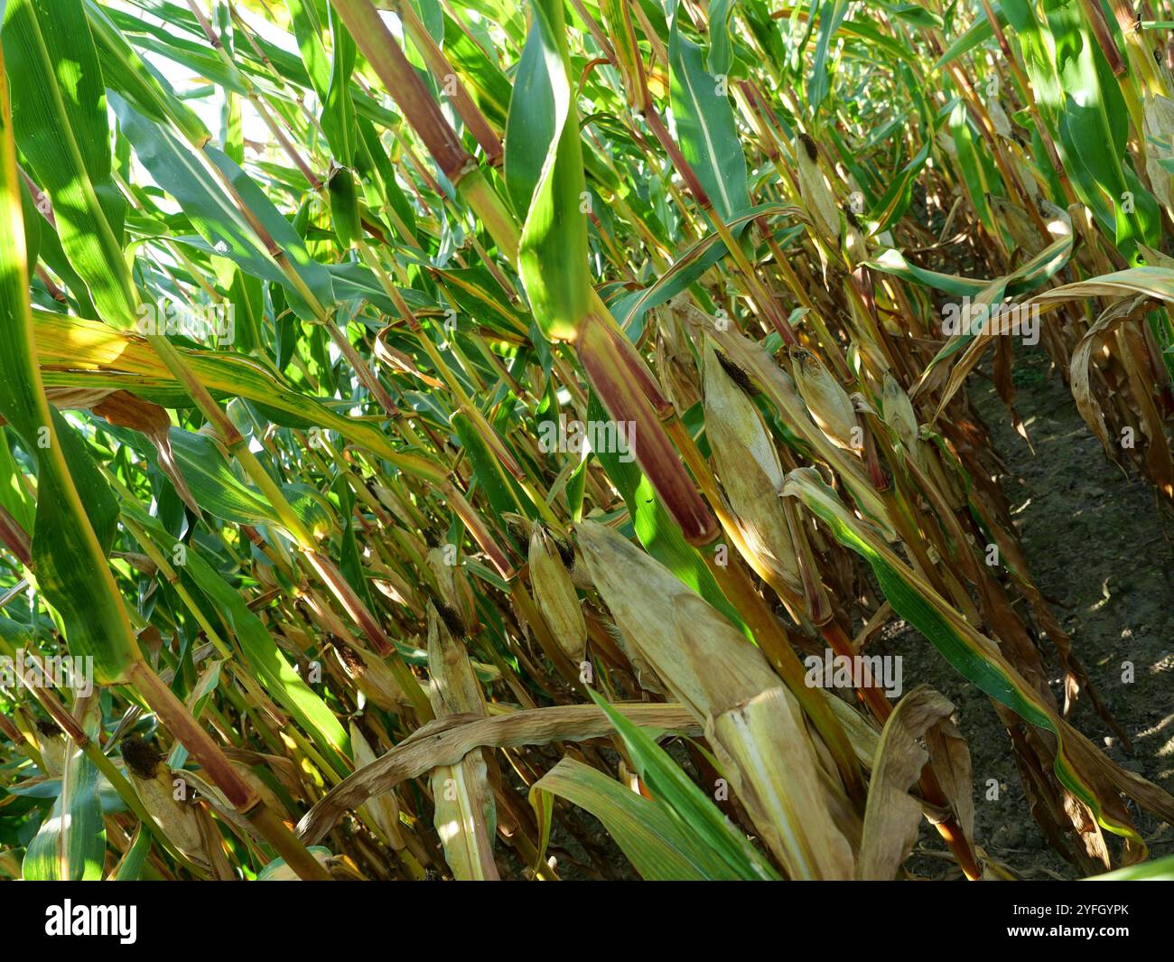 Il campo di mais si avvicina al raccolto. Sull'isola di Rügen, una quantità significativa di mais viene coltivata per la produzione di energia e di biogas. Foto Stock