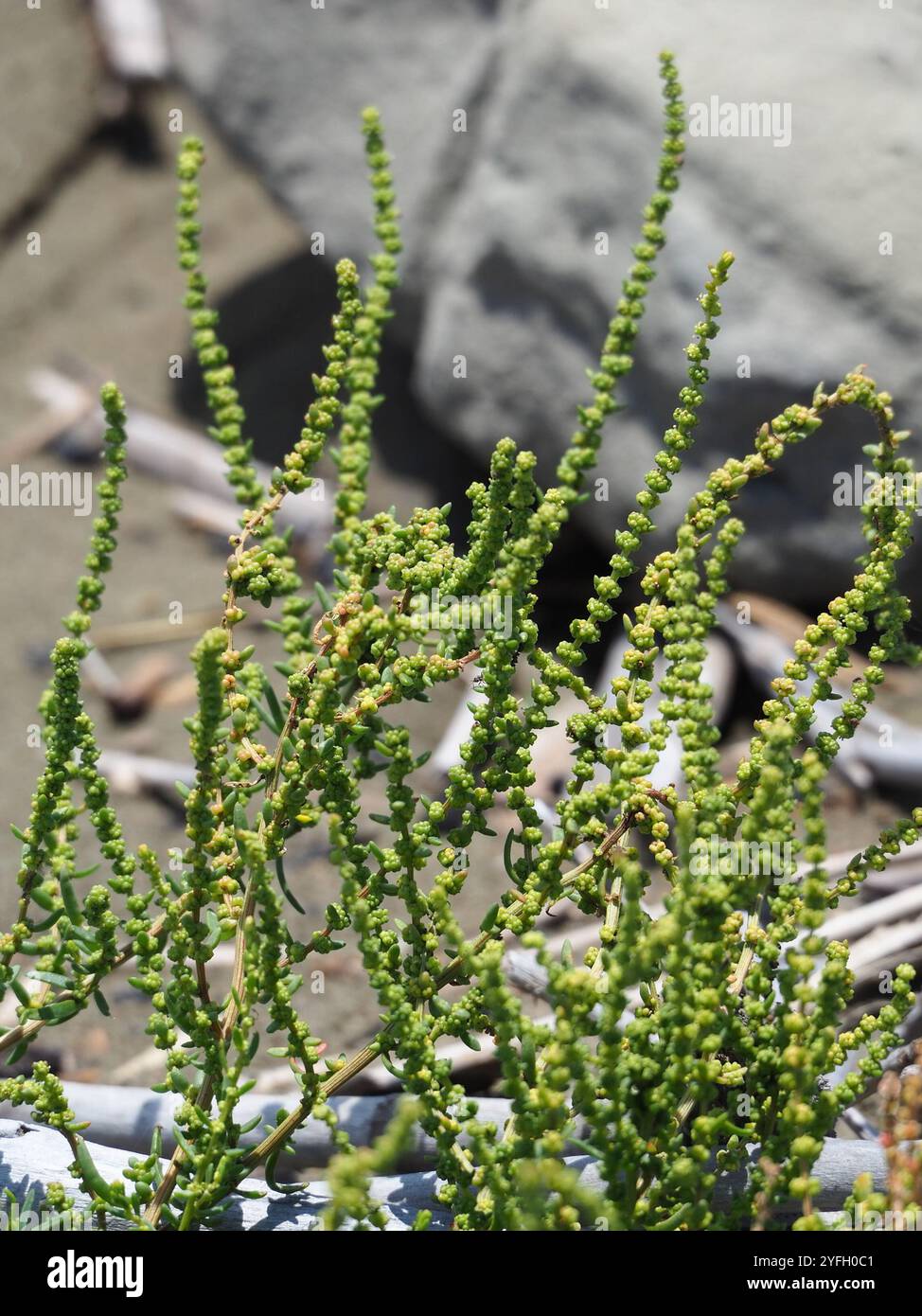 Alghe erbacee (Suaeda maritima) Foto Stock