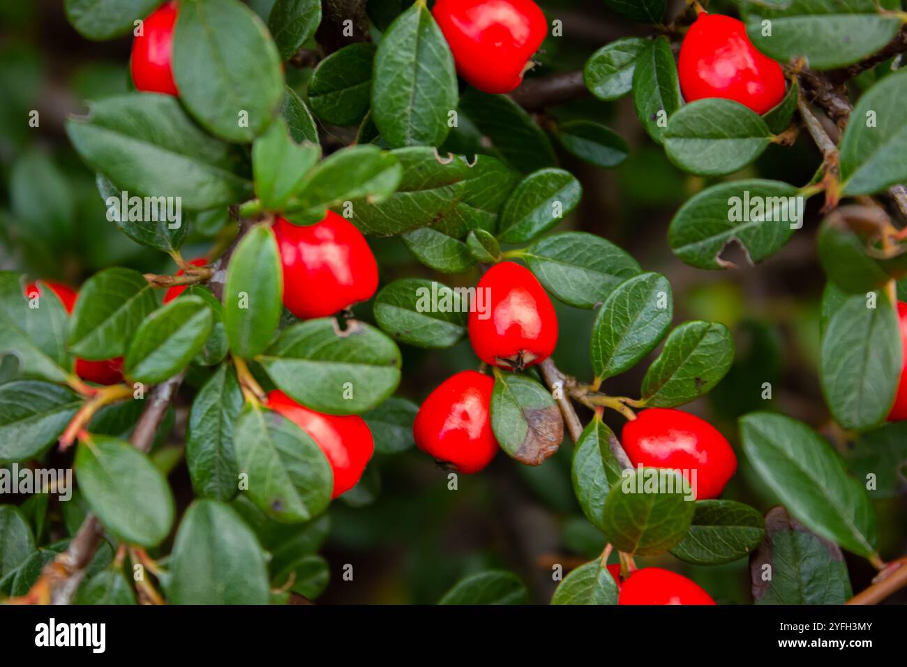 Primo piano di Cotoneaster orizzontalis. Rami con bacche rosse e foglie verdi sullo sfondo autunnale. Cotoneaster dammeri "Coral Beauty" Foto Stock
