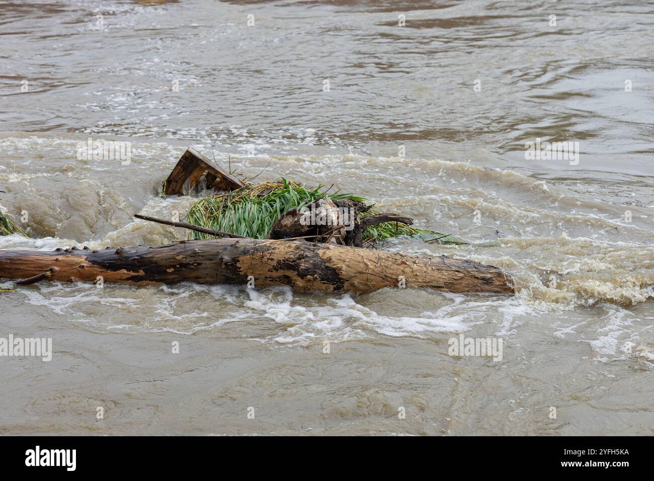 Detriti di legno e tronchi trasportati da una forte corrente fluviale dopo forti piogge, circondati da acqua turbolenta Foto Stock