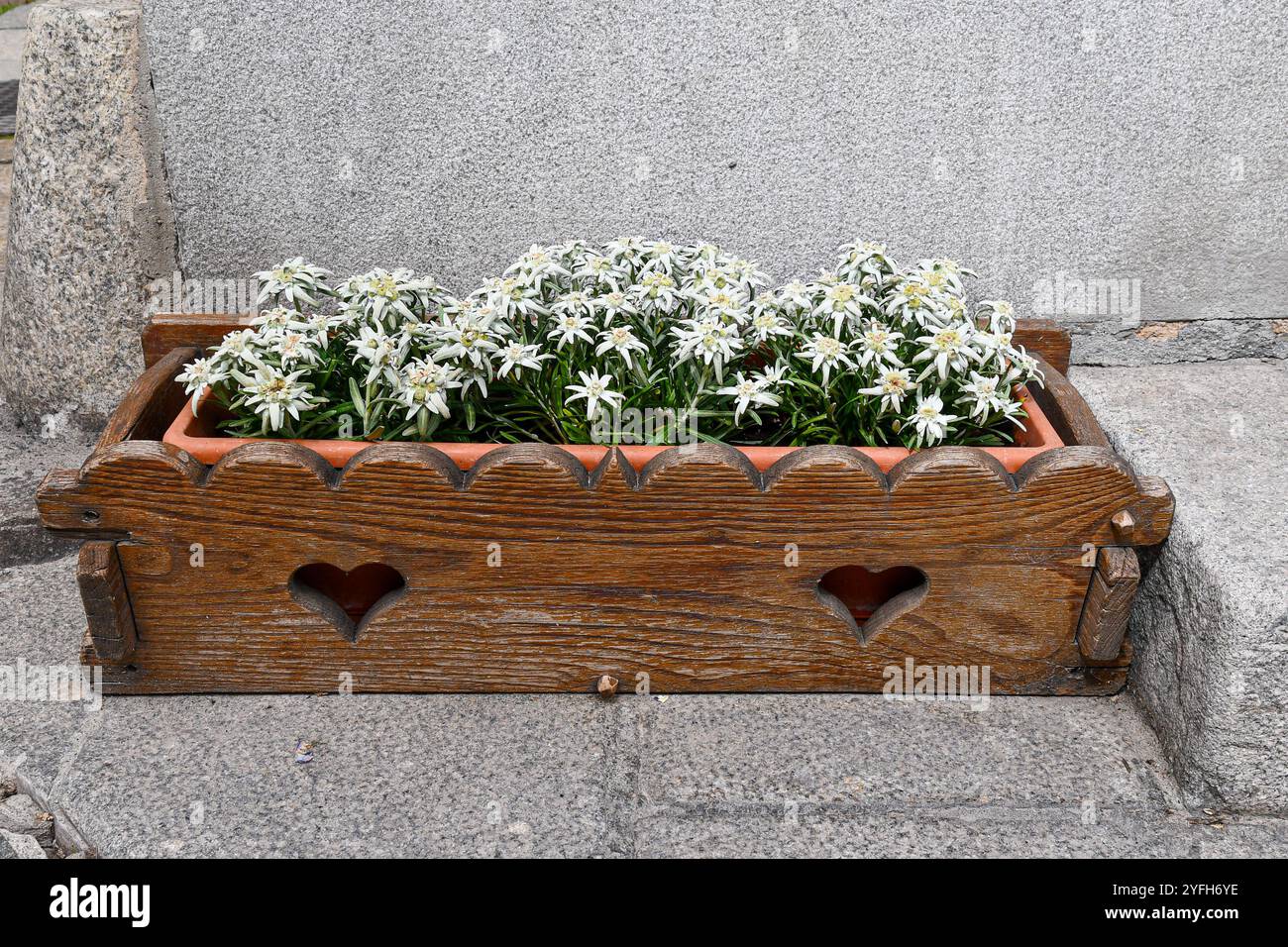 Piante di stella alpina in fiore (Leontopodium nivale alpinum), in una pentola di legno su un pavimento in pietra, Courmayeur, Valle d'Aosta, Italia Foto Stock