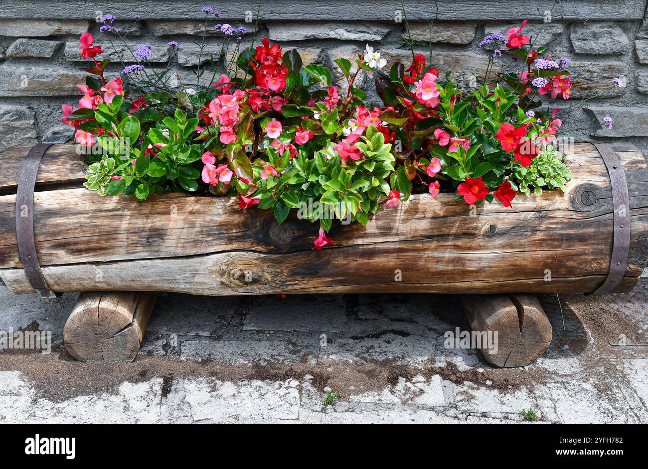 Primo piano di piante fiorite di impatiens e di mandevilla in un vecchio tronco di legno in stile alpino di fronte a un muro di pietra, Courmayeur, Italia Foto Stock