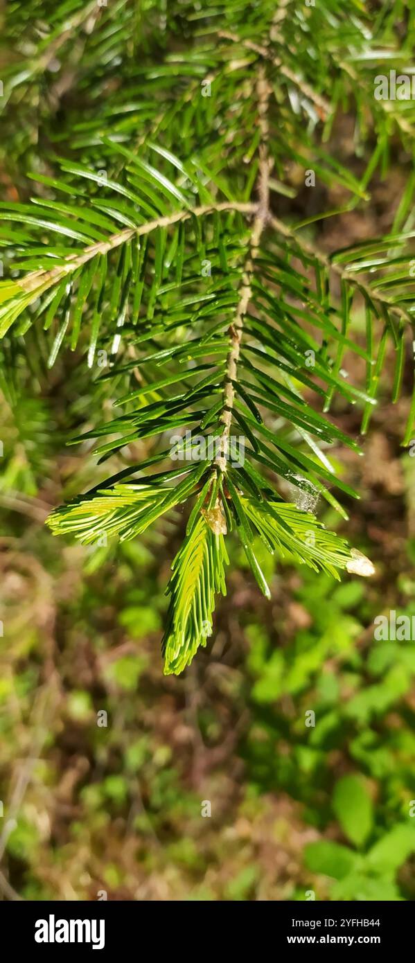 Abete siberiano (Abies sibirica) Foto Stock