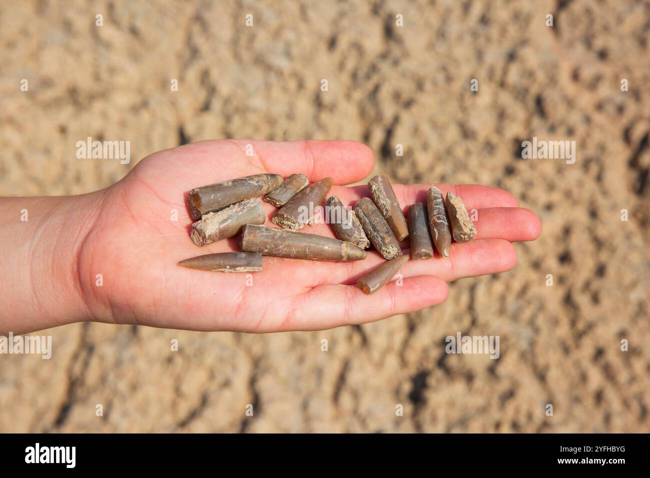 Una manciata di guardie belemnite trovate sulle montagne Candy cane (parte della catena montuosa del grande Caucaso) 90 km a nord di Baku, Azerbaigian Foto Stock