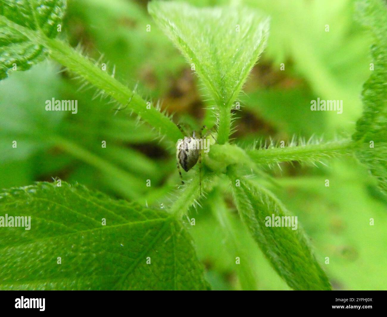 Ragno amaca (Pityohyphantes costatus) Foto Stock