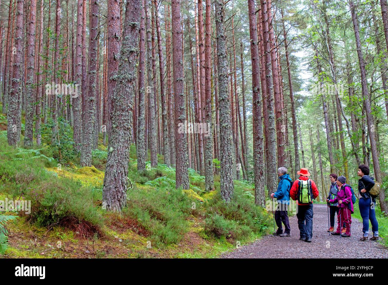 Escursionisti nella pineta scozzese vicino a Inverness Foto Stock