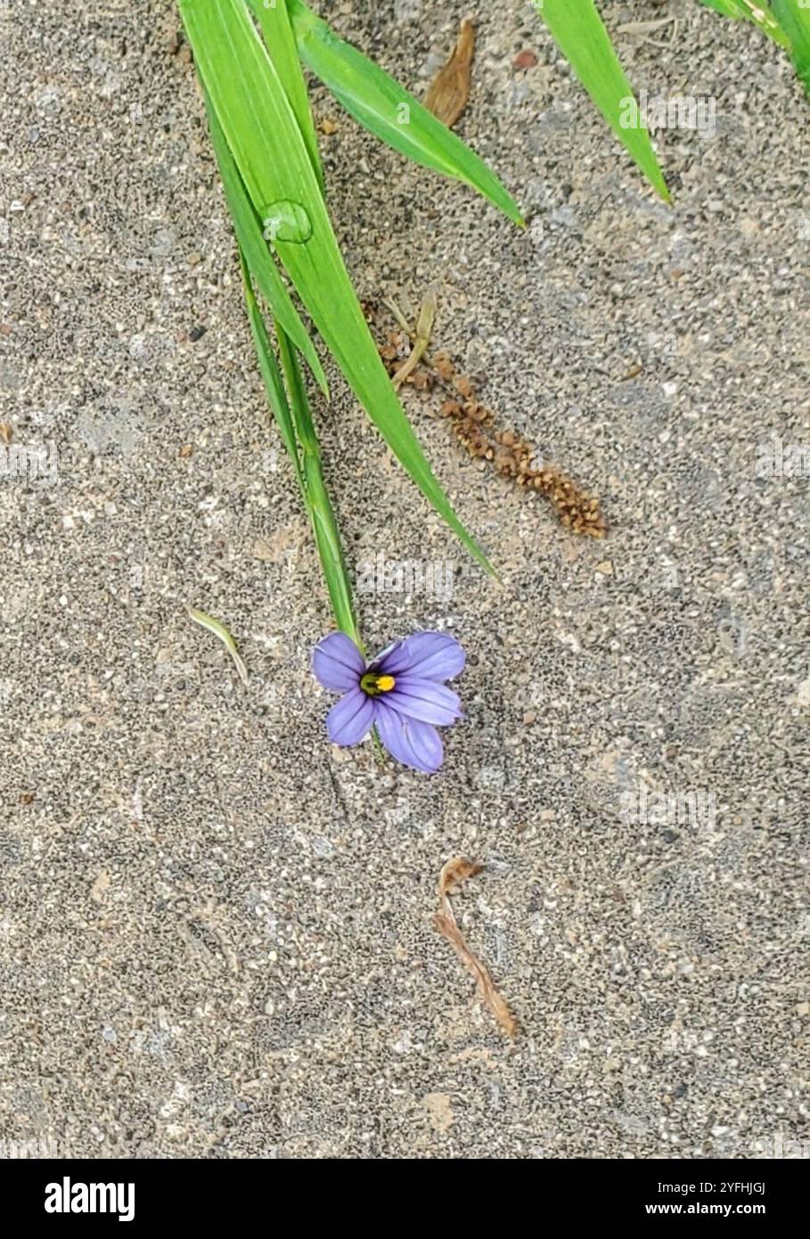 Erba dagli occhi azzurri (Sisyrinchium angustifolium) Foto Stock