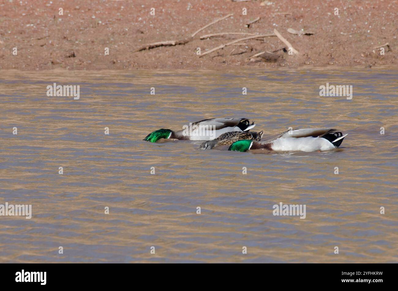 Mallards, Anas platyrhynchos, due maschi e una femmina Foto Stock