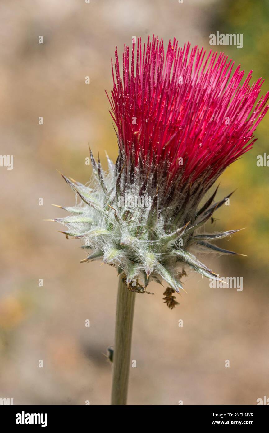 Cardo di Cobwebby (Cirsium occidentale) Foto Stock