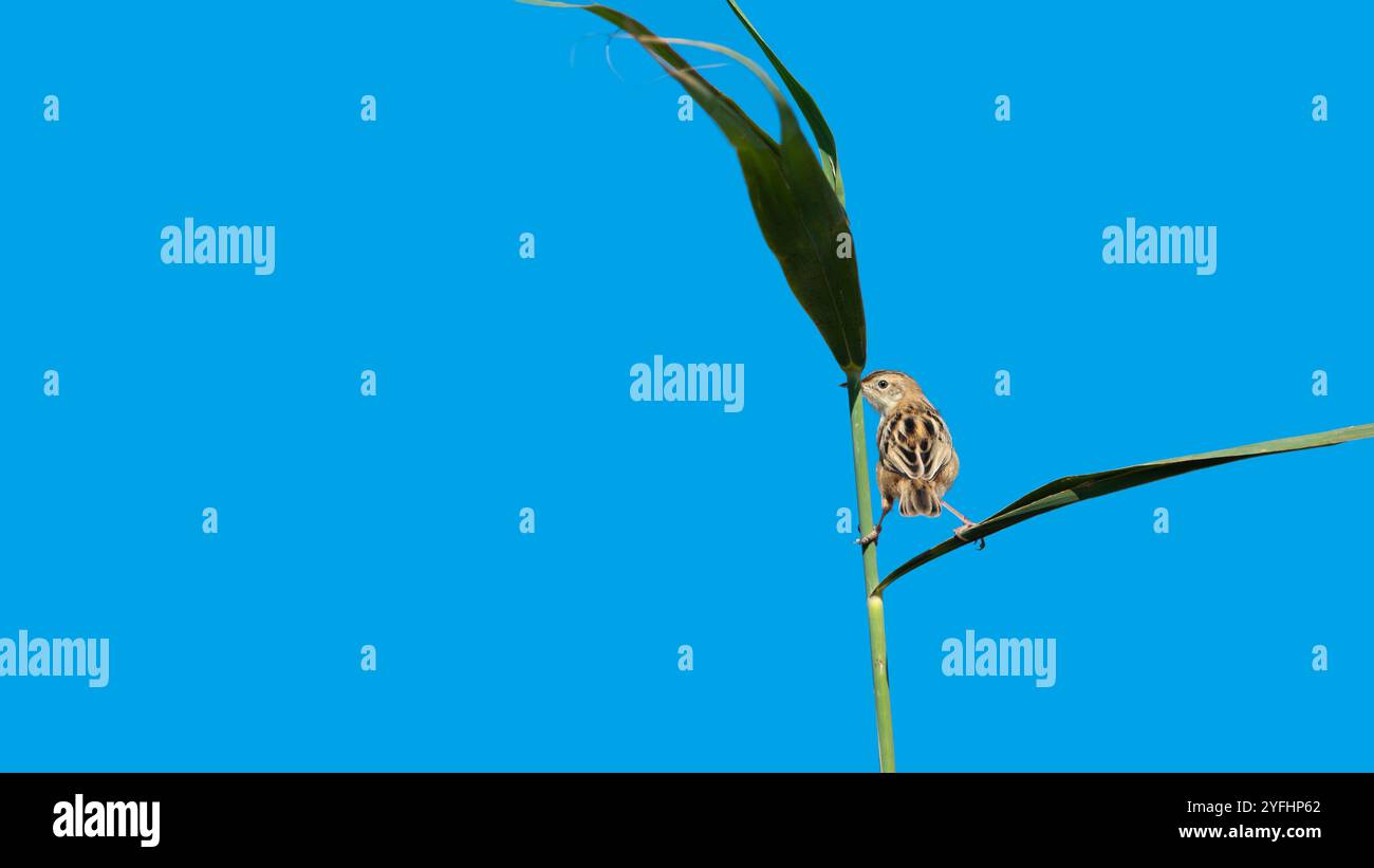 Immagine divertente di una cisticola zittente, nota anche come parula a coda di ventaglio striata (Cisticola Juncidis) su una lama di canne, minimalismo, sfondo blu, spazio copia Foto Stock