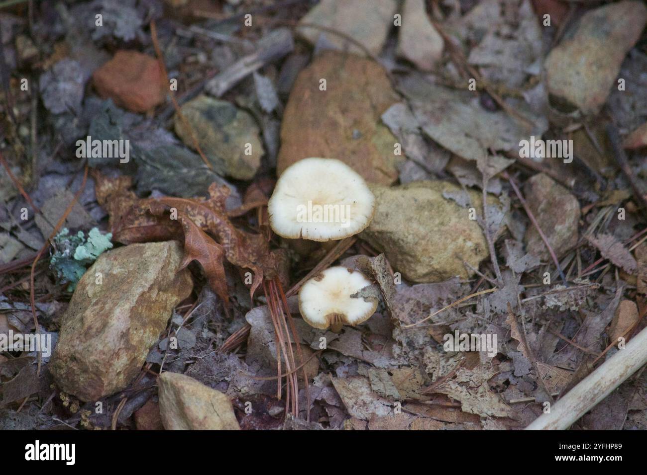 Imbuto comune (Infundibulicybe gibba) Foto Stock