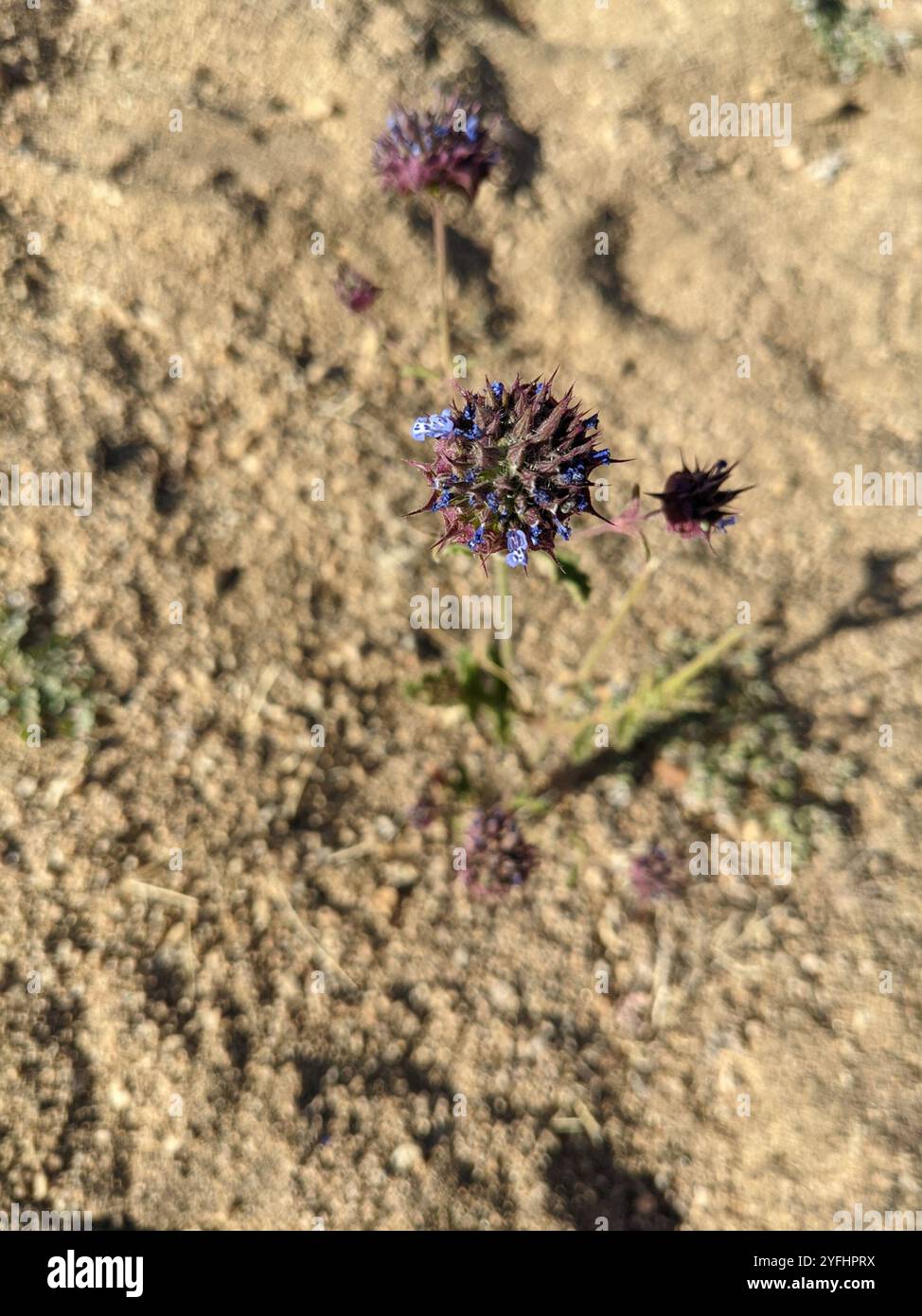 Chia (Salvia columbariae) Foto Stock