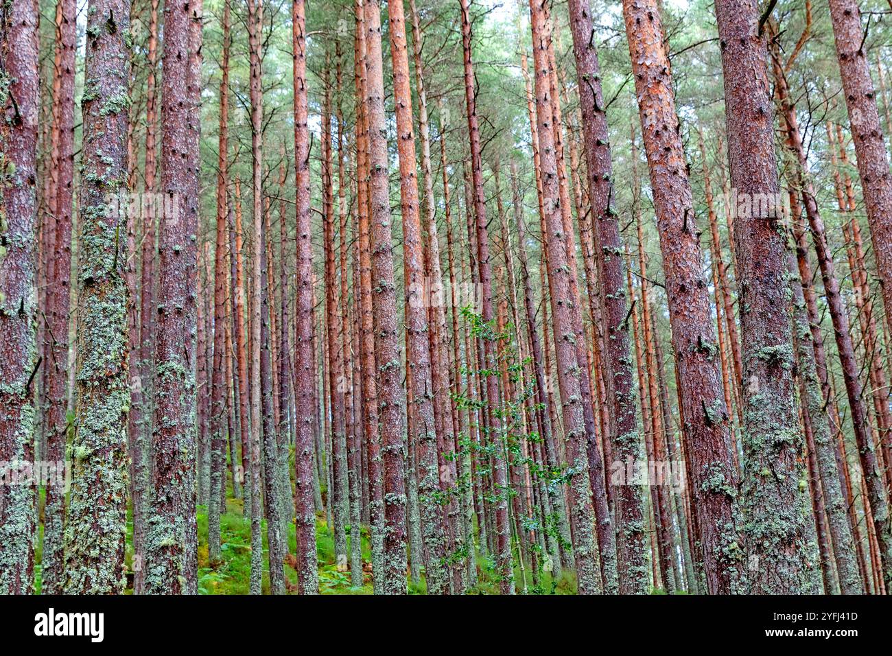 Pineta scozzese vicino a Inverness Foto Stock