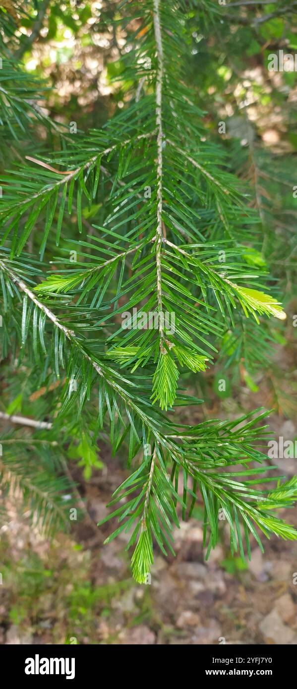 Abete siberiano (Abies sibirica) Foto Stock
