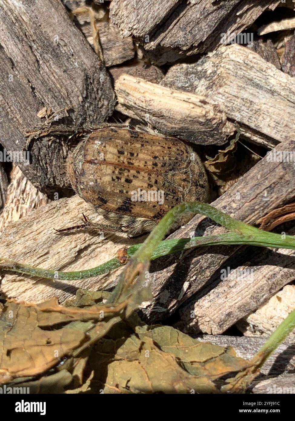 Fiore Bumble Beetle (Euphoria inda) Foto Stock