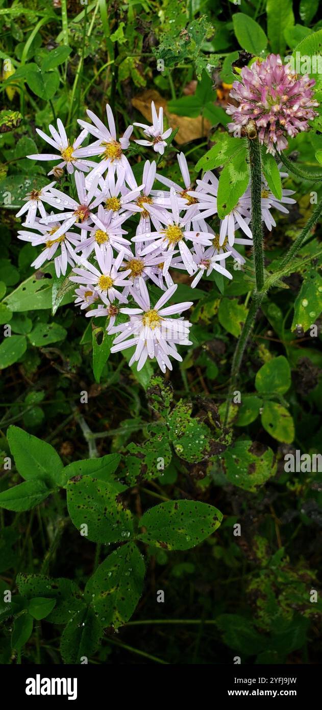 Lindley's Aster (Symphyotrichum ciliolatum) Foto Stock