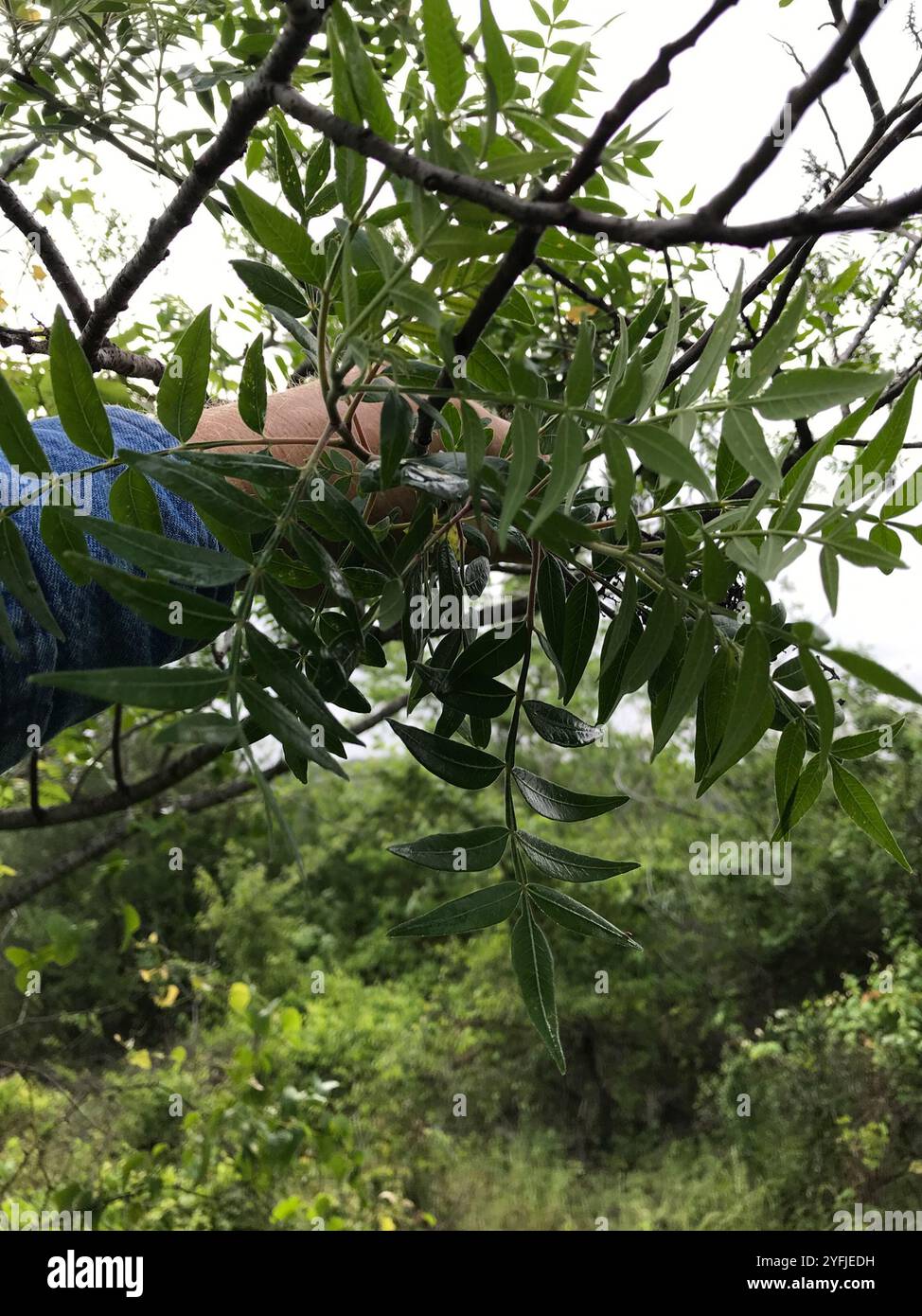 Sumac Prairie flameleaf (Rhus lanceolata) Foto Stock