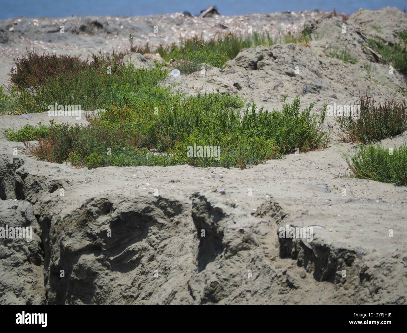 Alghe erbacee (Suaeda maritima) Foto Stock