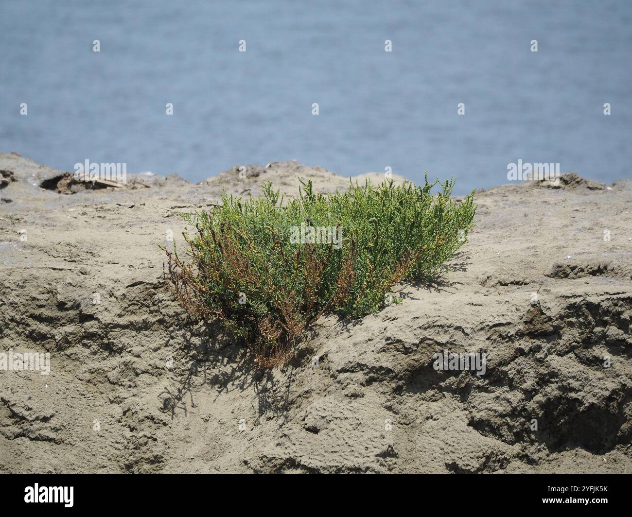 Alghe erbacee (Suaeda maritima) Foto Stock