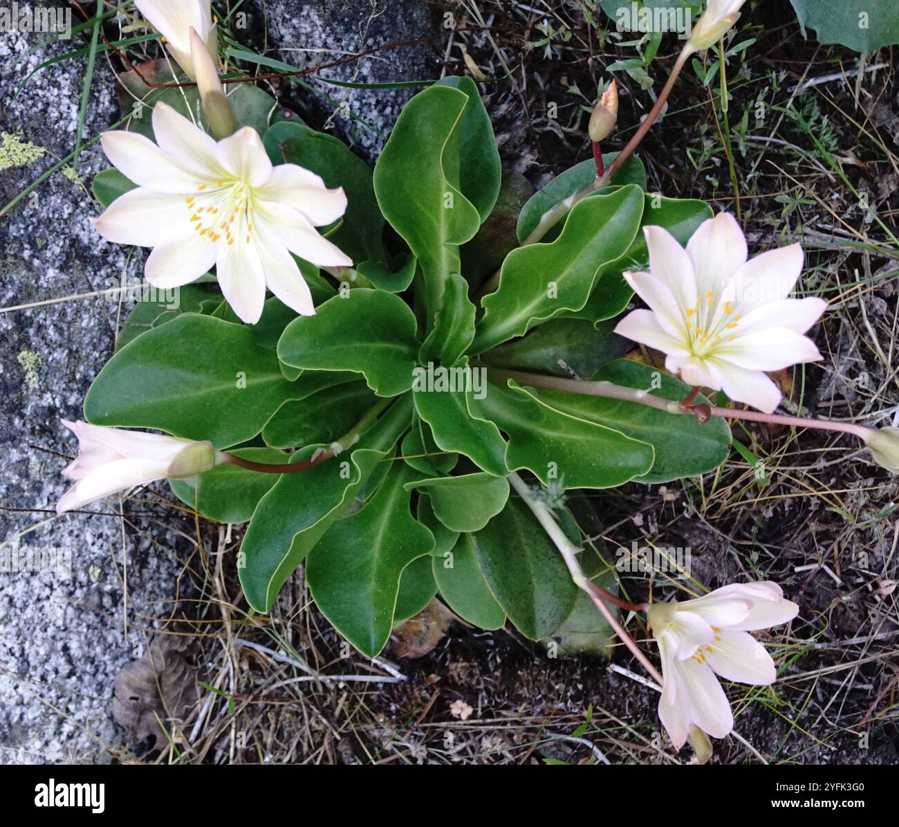 Lewisia di Tweedy (Lewisiopsis tweedyi) Foto Stock