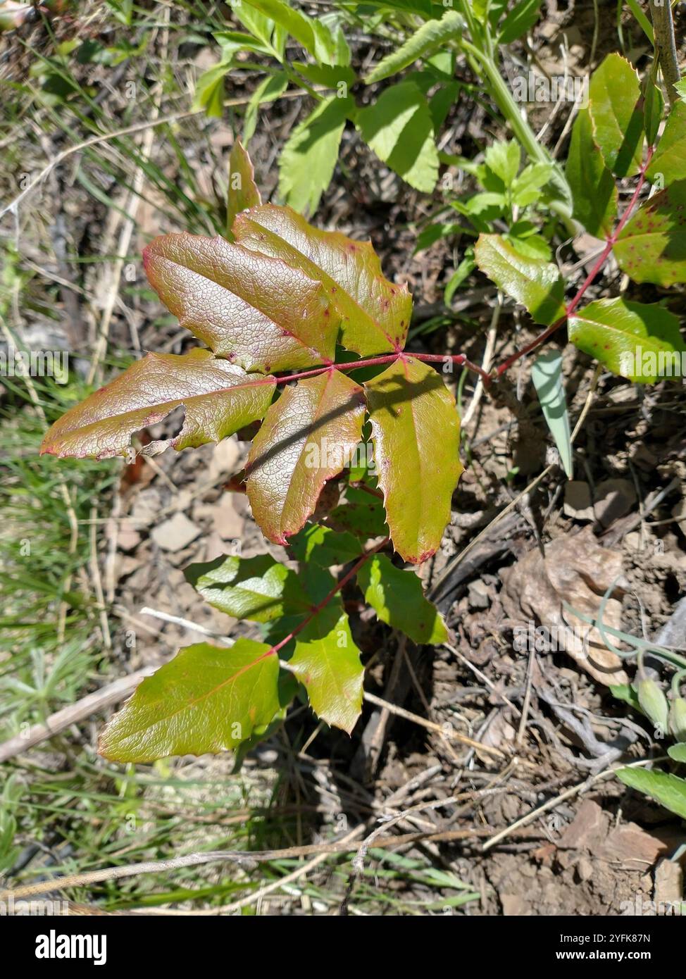 Mahonia strisciante (Berberis repens) Foto Stock