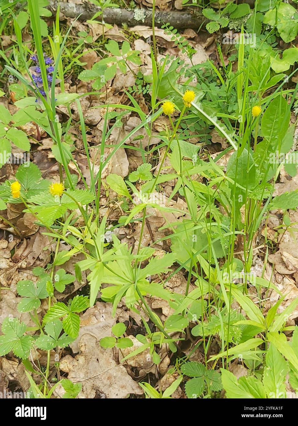 Coppe kashubiane (Ranunculus cassubicus) Foto Stock