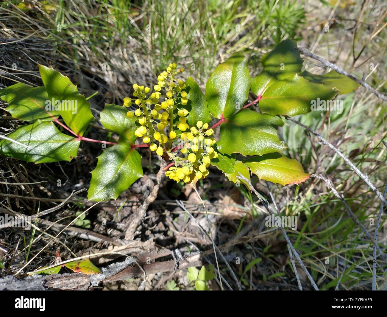 Mahonia strisciante (Berberis repens) Foto Stock