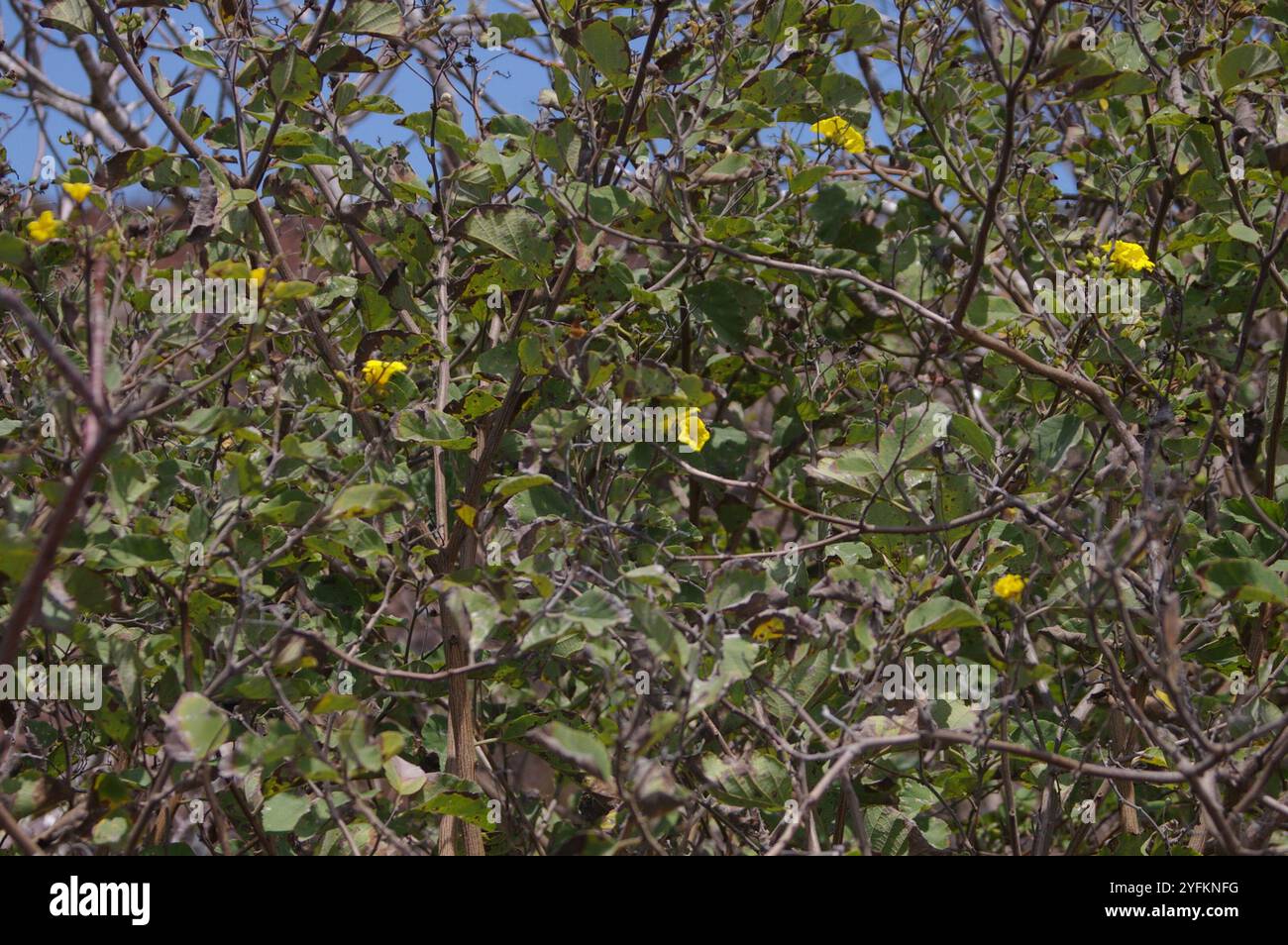 geiger giallo (Cordia lutea) Foto Stock