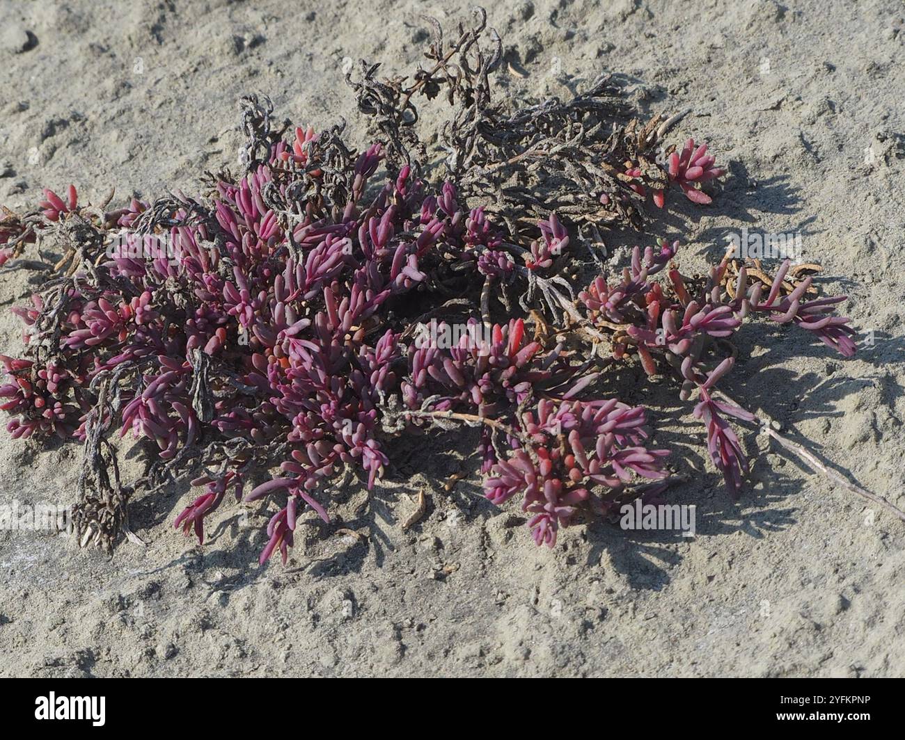 Alghe erbacee (Suaeda maritima) Foto Stock