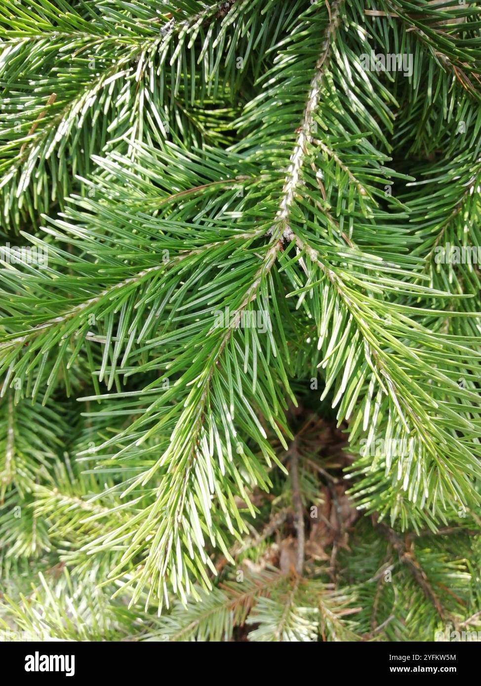 Abete siberiano (Abies sibirica) Foto Stock