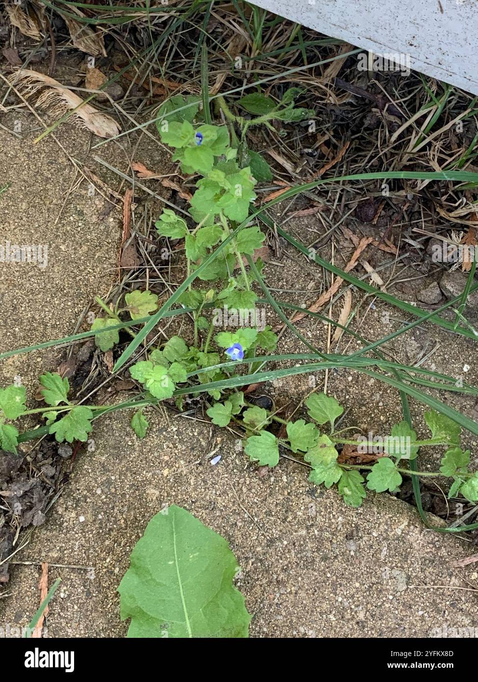 Aeroporto Grey Field speedwell (Veronica polita) Foto Stock