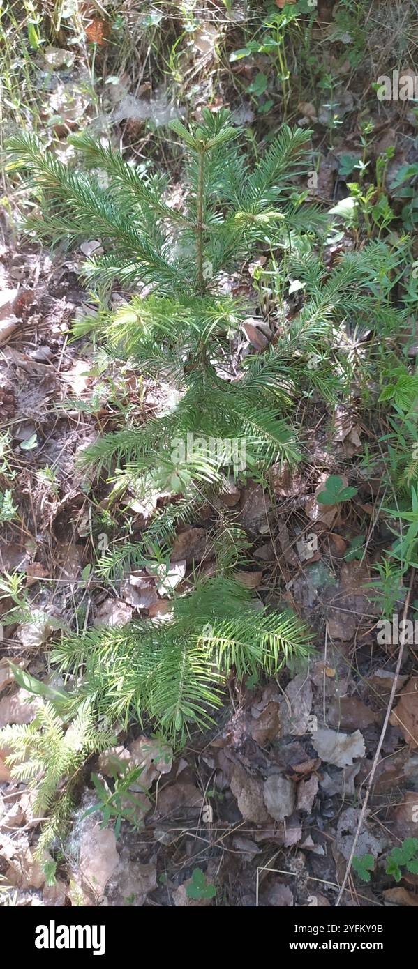 Abete siberiano (Abies sibirica) Foto Stock