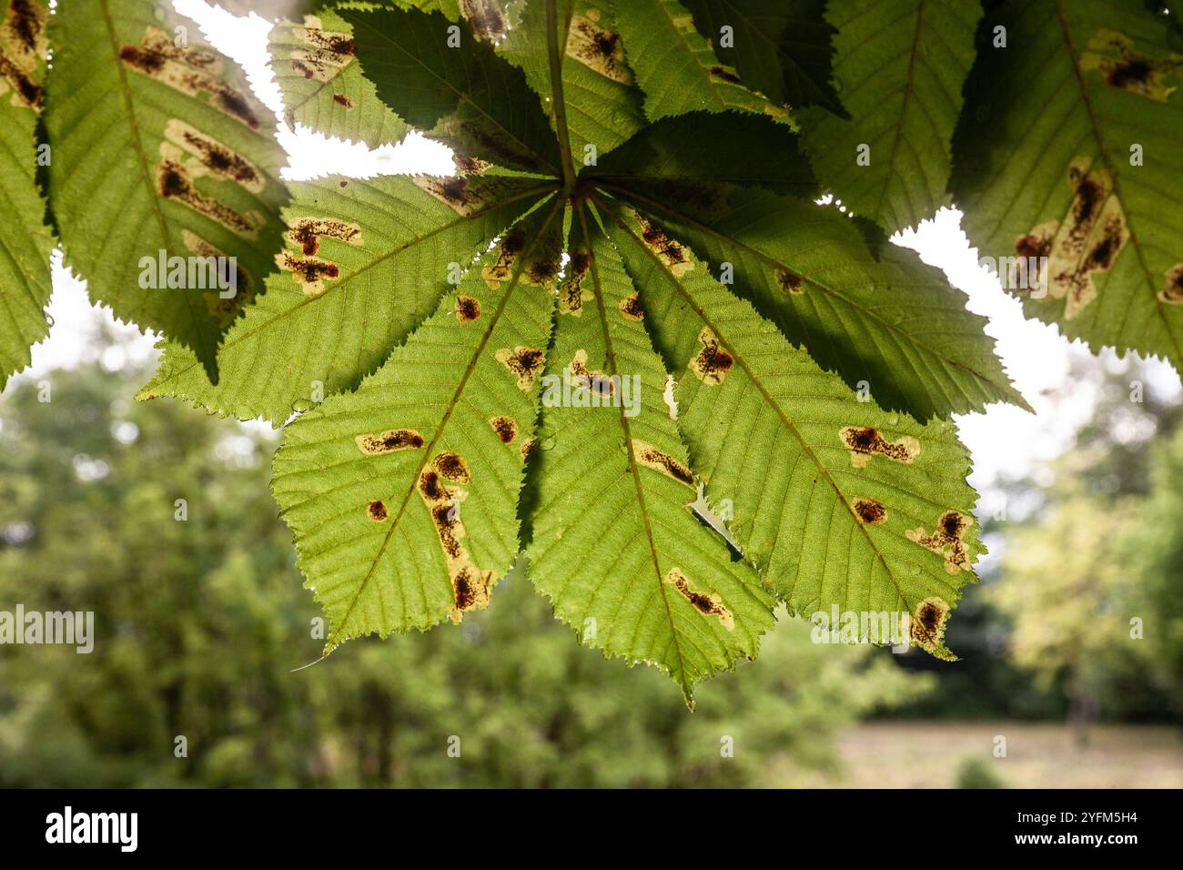 Un primo piano di una foglia di castagno (Aesculus hippocastanum) contaminata dall'organismo nocivo minatore della foglia di castagno (Cameraria ohridella), che mette in risalto la sua presenza Foto Stock