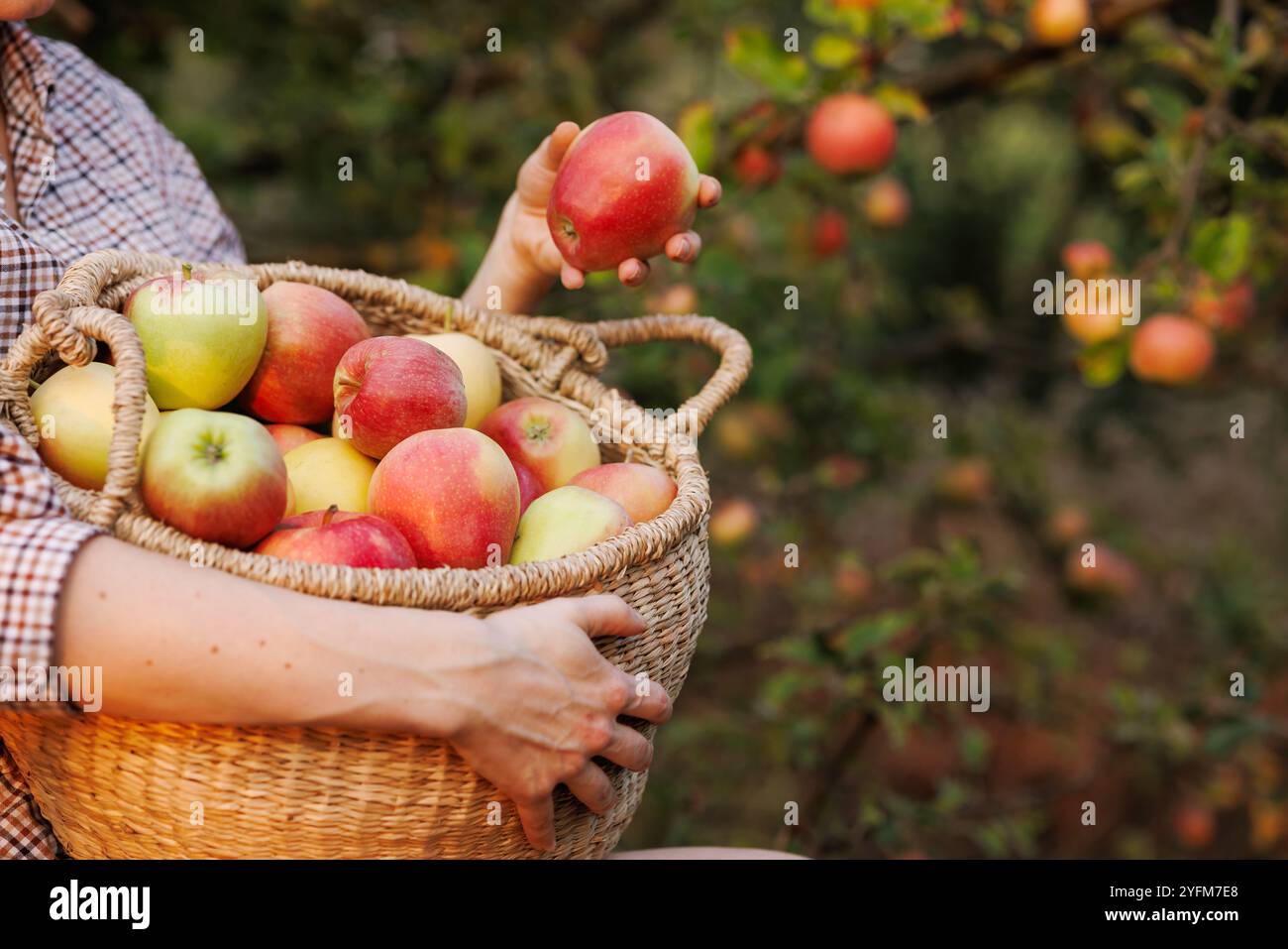 Mani maschili con un cesto di mele mature nella stagione naturale, raccogliendo mele fresche in un frutteto Foto Stock